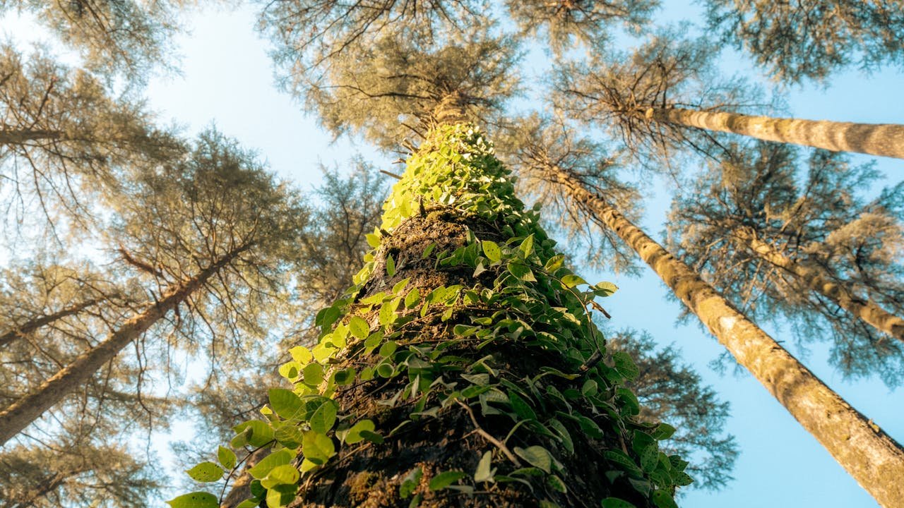 Dhanaulti Height From Sea Level