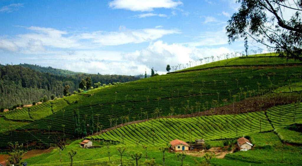 Coonoor Height From Sea Level – Elevation, Climate, Geography & Travel Guide