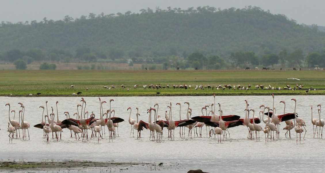 Pocharam Wildlife Sanctuary