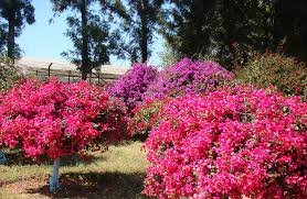 Bougainvillea Garden Photography Guide: Capturing Chandigarh’s Most Colorful Floral Paradise