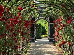 Complete Guide to Zakir Hussain Rose Garden: Chandigarh’s Floral Paradise