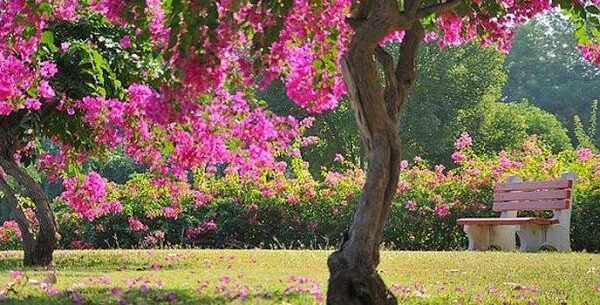 Hibiscus Garden Seasonal Blooms: Discover Chandigarh’s Colorful Floral Haven