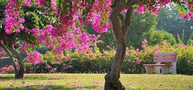 Hibiscus Garden Seasonal Blooms: Discover Chandigarh’s Colorful Floral Haven