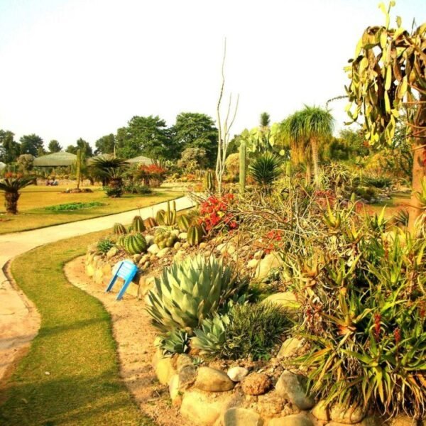 Cactus Garden Panchkula Guide: Timings, Entry Fee, Location & Things to See