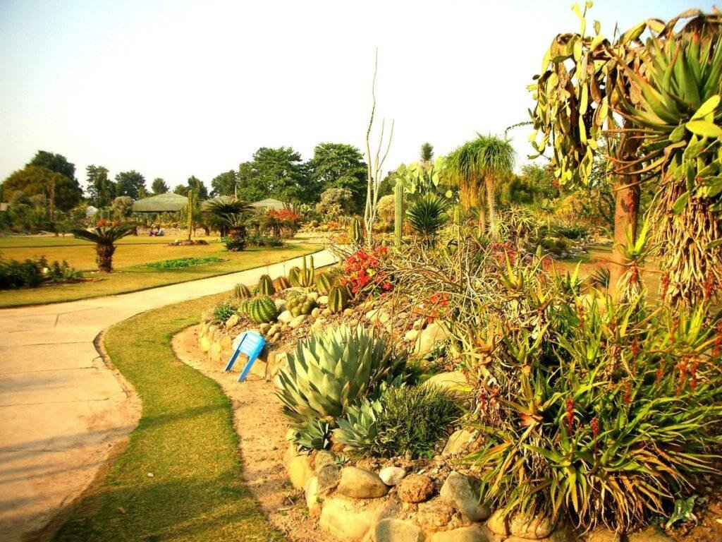 Cactus Garden Panchkula Guide: Timings, Entry Fee, Location & Things to See