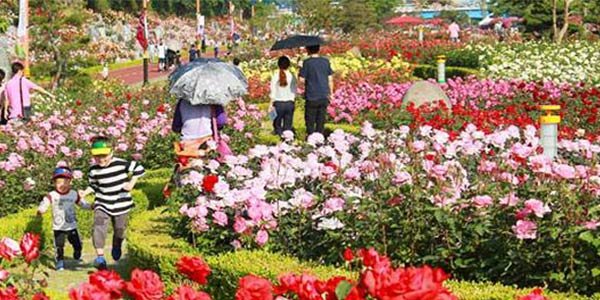 Rose Festival Guide: Chandigarh’s Floral Celebration