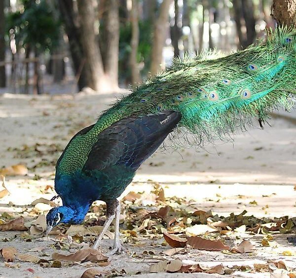 Sukhna Wildlife Sanctuary Guide: Wildlife, Trekking, Entry & Things to Know