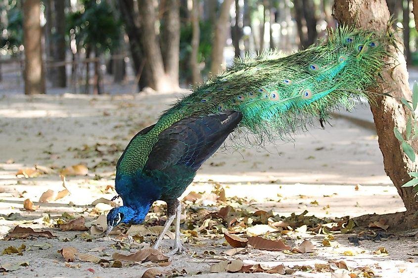 Sukhna Wildlife Sanctuary Guide: Wildlife, Trekking, Entry & Things to Know